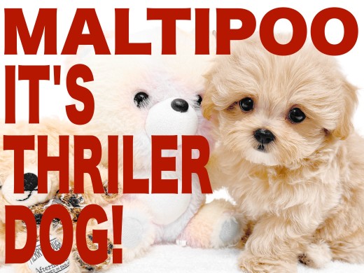 【 MIX 】キュートなタレ目が愛らしいリアルテディベア！人気大爆発のマルプー！