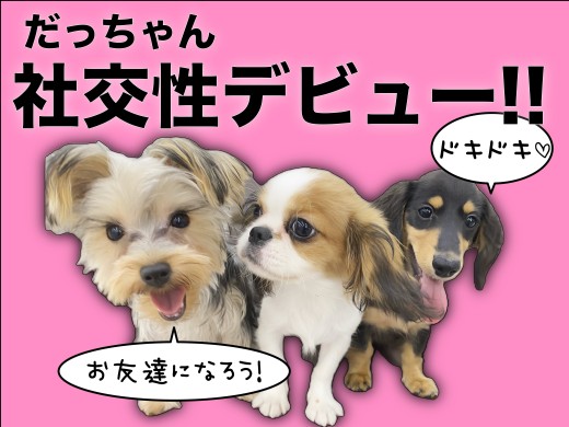 【 ミニチュアダックス 】フレンドリーさがレベチ!だっちゃん社交性デビュー!