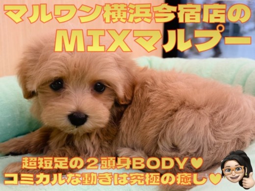 【MIX マルプー】超短足！コミカルな動きに癒されるドワーフ体型の女の子！