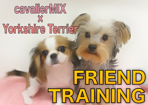 【 ペキキャバ＆ヨーキー 】犬同士の社会性・力加減を学ぶ絶好のチャンス！