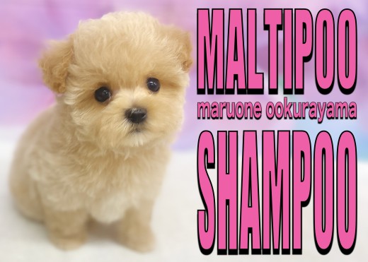 【 MIX 】水も滴る良いお・と・こ！初シャンプーでも超優等生なマルプーちゃん！