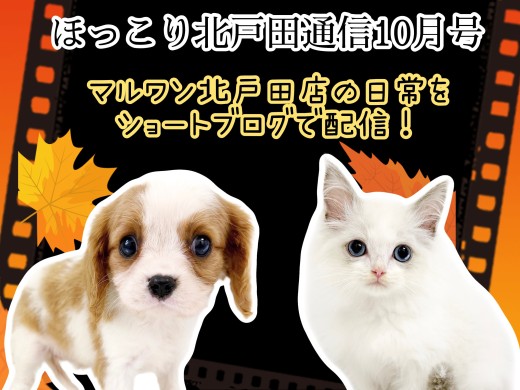 【 ほっこり北戸田通信集 10月号 】日々の日常をマルっとまとめました！