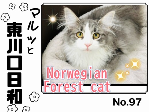 【 マルっと東川口日和No.97 】神話の森に生きる美猫ノルちゃんの贅沢な日々