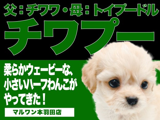 【 チワプー 】パパはチワワ、ママはトイプードルから誕生したプリティーガール!
