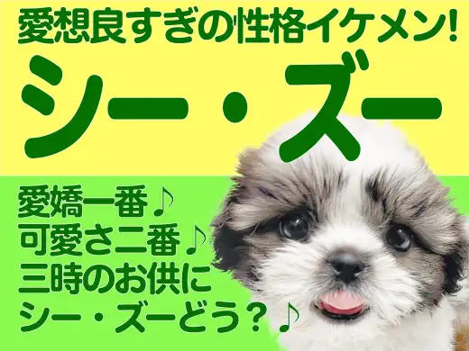 【 シーズー 】愛嬌百点満点のエンターテイナー！優しい表情が魅力の男の子！