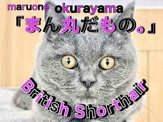 【 ブリティッシュショートヘア 】見た目も性格も！ボクのすべてはまん丸だもの！