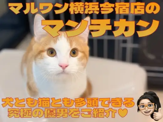 【 マンチカン 】犬とも猫とも多頭できる！超短足なおっとり癒し系の男の子！