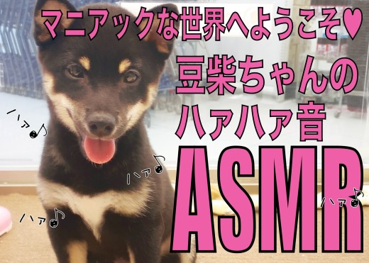 【 豆柴 】嬉しさ爆発の証！豆柴ちゃんのハァハァ音のASMR！