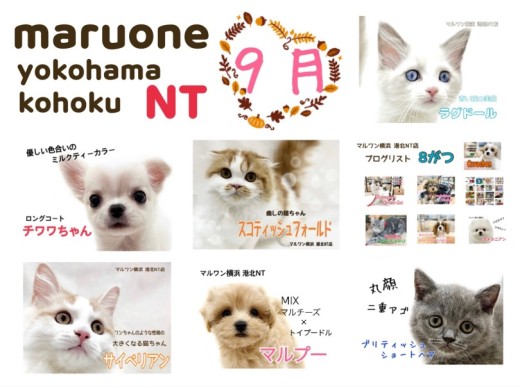 【 ブログリスト 】マルワン横浜 港北NT店9月のブログ記事まとめ