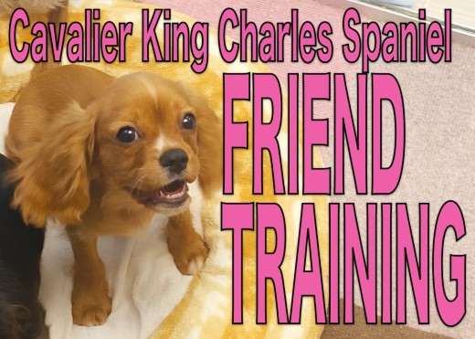 【 キャバリア 】フレンドトレーニングでもっとコミュ力強化中のキャバリン！