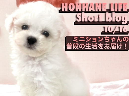 【 ビションフリーゼ 】お店に来て2週間!ミニビションちゃんの生活&性格編!