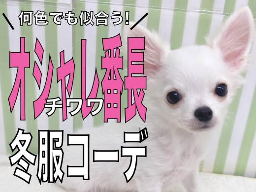 【 チワワ 】何色でも似合うオシャレ番長！ブルベ冬チワワちゃんの冬服コーデ！