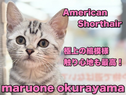 【 アメリカンショートヘア 】極上の触り心地にキュン！丸顔の甘えん坊ニャンコ！