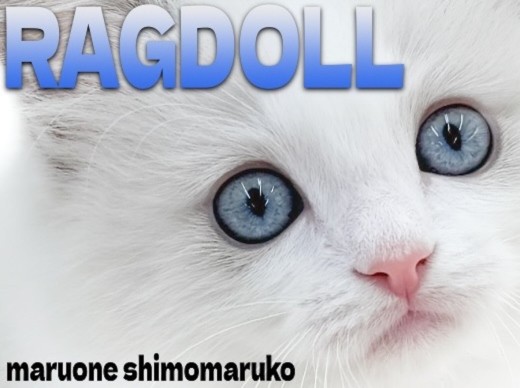 【 ラグドール 】クリアブルーの瞳に淡いブルーポイントカラーが神秘的な女の子!