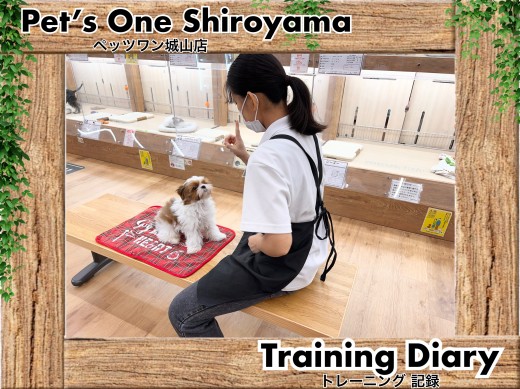 【 城山トレーニングダイアリー 】シーズーくんの初めてのトレーニング