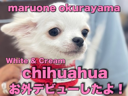 【 チワワ 】お外デビューしたよ！初日から尻尾フリフリ元気いっぱい！