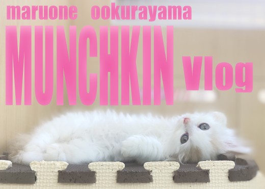 【 マンチカン 】マンチ座り・走ってやんのかポーズ・コミカルな動き必見Vlog！