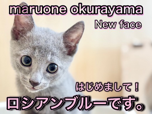 【 ロシアンブルー 】はじめまして！愛嬌たっぷり元気いっぱいのプリンス降臨！