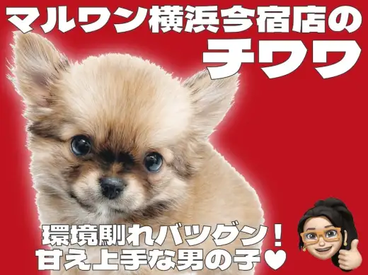 【 チワワ 】レッド＆ホワイトの爆毛！目ヂカラ最強の甘え上手な男の子が聖地に登場