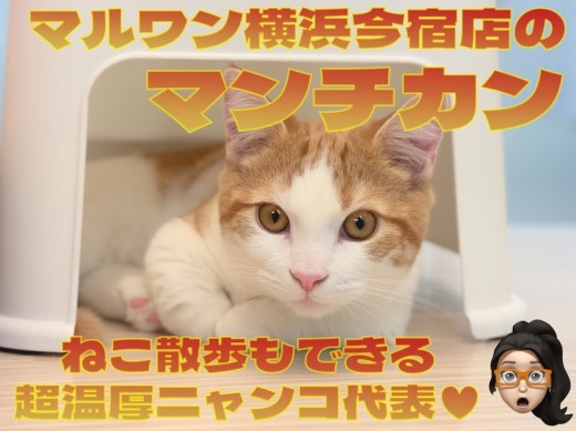 【 マンチカン 】お外もへっちゃら!散歩もできる温厚な男の子の最新情報をお届け!