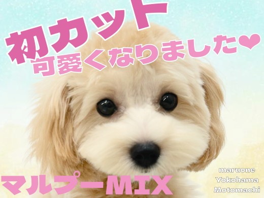 【 MIX 】マルプーちゃん、初カットで超可愛くなりました！
