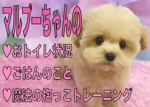 【 MIX 】可愛いだけじゃない！育てやすさが光るマルプーちゃんのポイント！