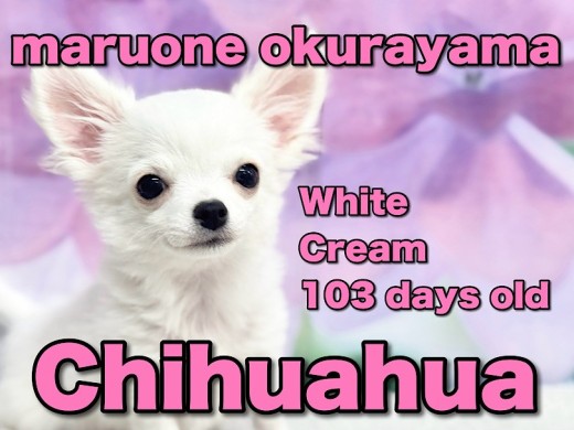 【 チワワ 】お家でお手入れできちゃうよ！とってもフレンドリーなプリンスちゃん！