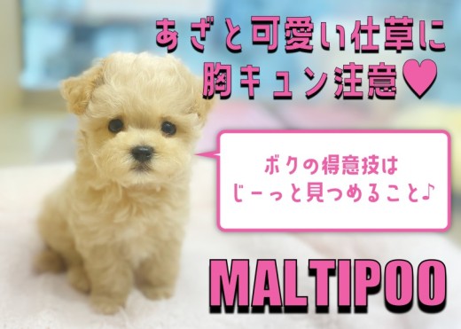 【 MIX 】得意技はアイコンタクト！初めてでも育てやすさ満点のマルプーちゃん！