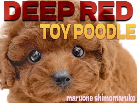 【 トイプードル 】安心感と上品さを兼ね備えた、レッドカラーの究極の癒し系男子。