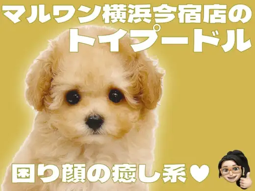 【 トイプードル 】可愛さぬいぐるみ級！アプリコットカラーの癒し系な男の子！