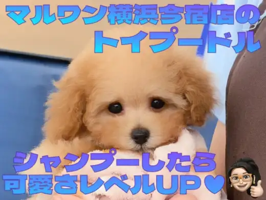 【 トイプードル 】生後75日体重750g！入店2週間経過した最新動画を大公開！