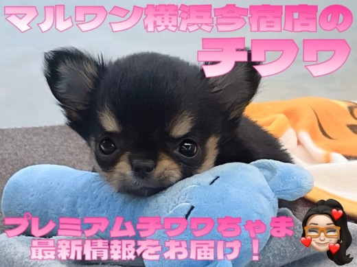 【 チワワ 】入店から10日経過!お問い合わせ急増中のQ&Aを大公開!