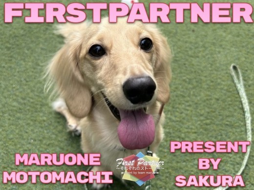 【 ファーストパートナー 】マルワン横浜元町店スタッフ長田の愛犬物語！