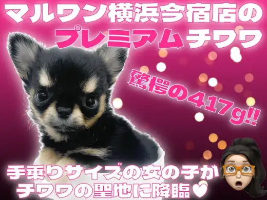 【 チワワ 】生後58日体重417gの手乗りサイズ！プレミアム要素満載の女の子！