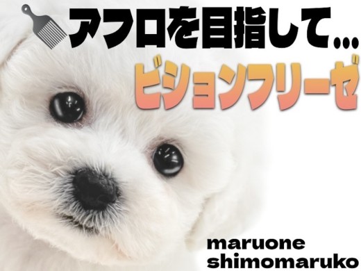 【 ビションフリーゼ 】生粋の愛されキャラ!癒しと笑顔を届ける魅力満天な女の子!