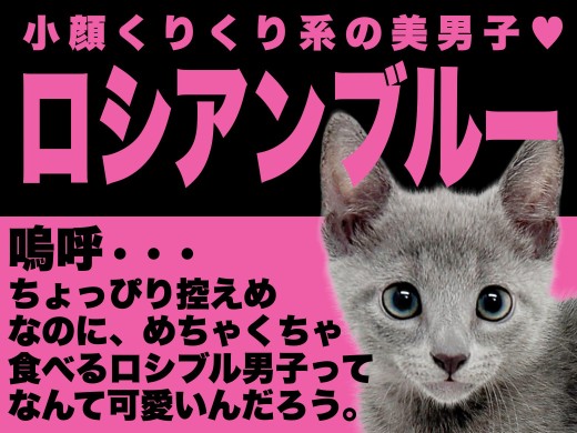 【 ロシアンブルー 】控えめな瞳の奥に食いしん坊のきらめき！ブルー王子降臨！！