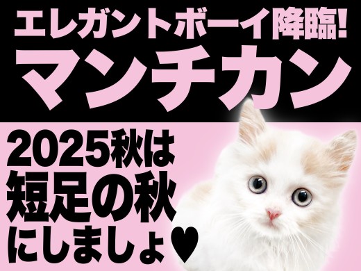 【 マンチカン 】秋風と共にやってきた！短足の秋！エレガントボーイ降臨！