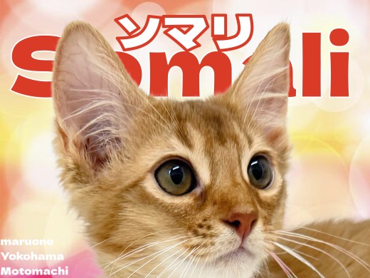 【 ソマリ 】鮮やかな赤に目を奪われる！横浜元町店の自慢のファッションガール！