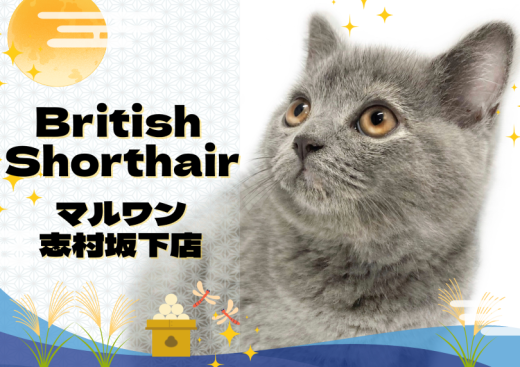 【 ブリティッシュショートヘア 】上品さと甘えん坊を兼ね備えたブリちゃんが登場！