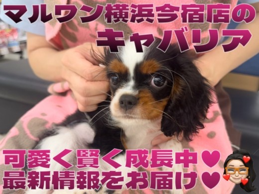 【 キャバリア 】可愛く賢く成長中!トライカラーの女の子!最新動画付き!