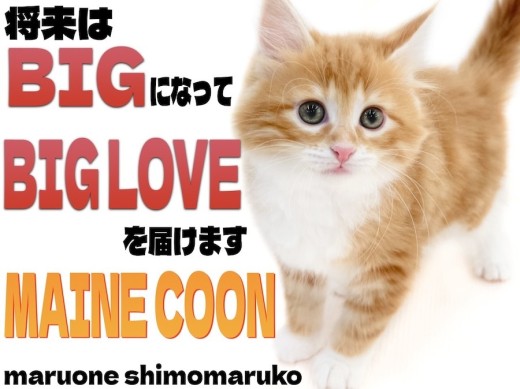 【 メインクーン 】我が家の元気印はお任せあれ!ベビーフェイスの懐っこい女の子!