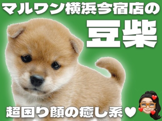 【 豆柴 】生後2ヶ月半で約1kgの手乗りサイズ!KC公認の赤毛が綺麗な男の子!