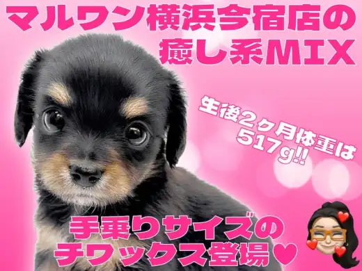 【 チワックス 】チワワとミニチュアダックスの癒し系MIXの女の子が仲間入り！