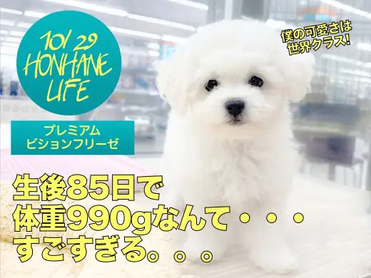 【 ビションフリーゼ 】生後85日で体重990g!世界クラスの可愛さは唯一無二！