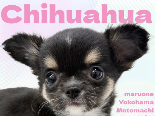 【 チワワ 】大きなお耳に凛々しい眉マロ！黒い彗星のちーちゃん登場！