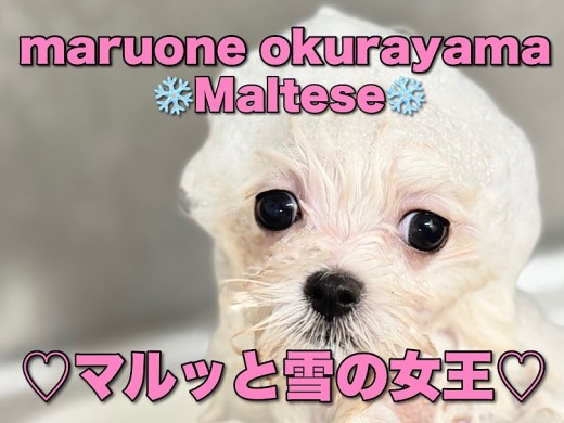 【 マルチーズ 】2回目のワクチン前日！今日は純白ボディをキレイキレイしちゃお！