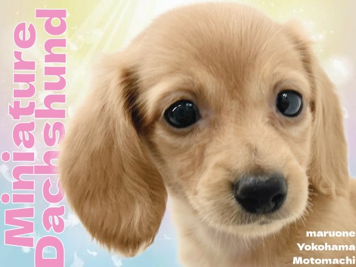 【 ミニチュアダックスフンド 】癒しの短足アイドルが横浜元町へやってきた！