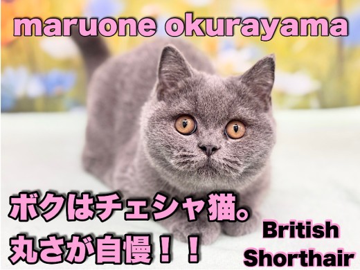 【 ブリティッシュショートヘア 】パーフェクトボディが可愛い甘えん坊ニャンコ！