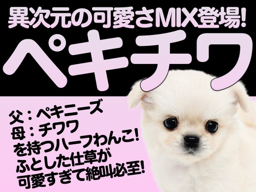 【 MIX 】パパはペキニーズ・ママはチワワ！愛嬌たっぷりなペキチワちゃん登場！