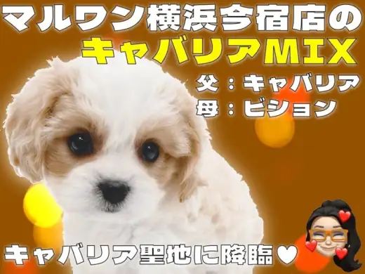 【 キャバション 】キャバリアとビションの最強MIXがキャバリアの聖地に登場！